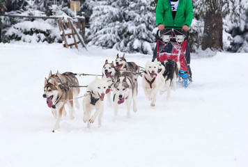 dog sled race with huskies