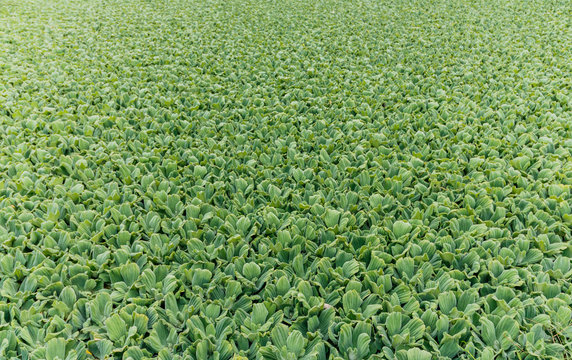 aquatic plants camalotes known as water repollitos