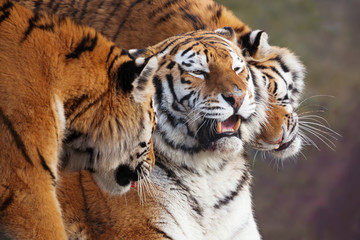 Fototapeta na wymiar Close up of three Amur tigers, playing by rubbing their heads together, showing affection. One with an open mouth showing teeth. With beautiful stripes and space for text. 
