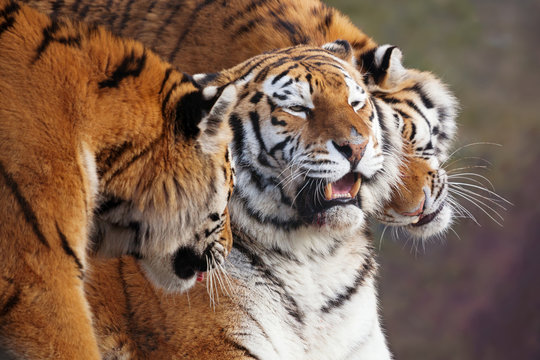 Close up of three Amur tigers, playing by rubbing their heads together, showing affection. One with an open mouth showing teeth. With beautiful stripes and space for text. 