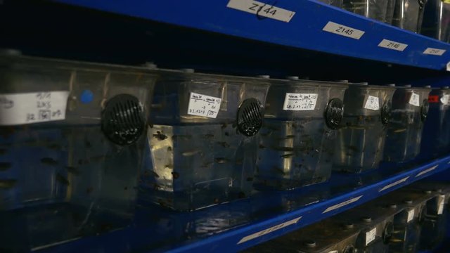 Aquariums With Zebra Danios on Laboratory Shelves