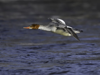 Common Merganser Female in Flight