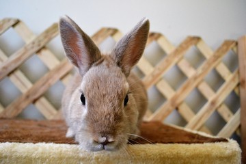 Mr. bunny