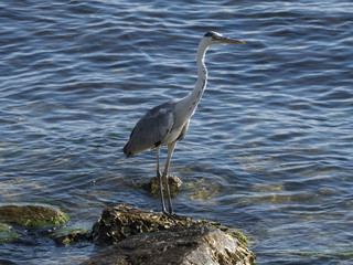 a gorgeous gray heron