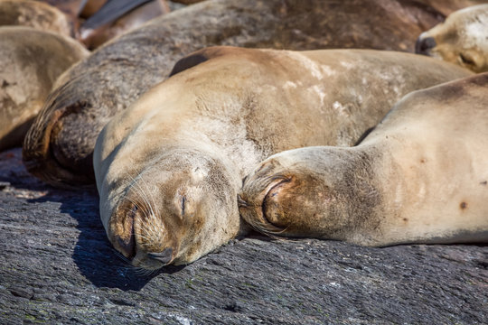 Argentinien, Tierra del Fuego, Ushuaia, Bootstour auf dem Beagle Kanal mit Beobachtung von Seel&ouml;wen