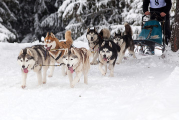 Fototapeta na wymiar dog sled race with huskies