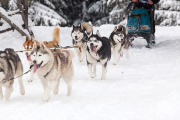 Naklejka premium dog sled race with huskies