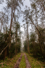 estrada 01