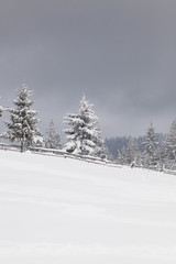 winter in the mountains - snow covered fir trees - Christmas background