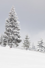 winter in the mountains - snow covered fir trees - Christmas background