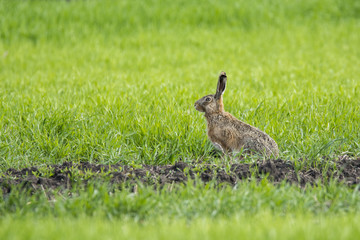 Rabbit on green grass