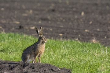 Rabbit on green grass