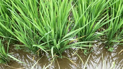 spring brook. spring water