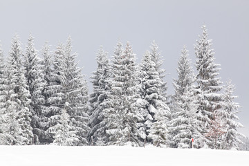 winter in the mountains - snow covered fir trees - Christmas background