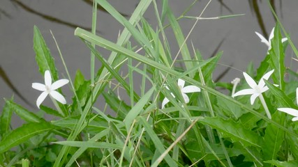 spring brook. spring water