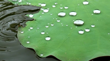 Water Drops On The Lotus Leaf (Nelumbo Nucifera).