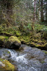 Stream flowing through mossy forest rocks