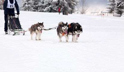 dog sled race with huskies