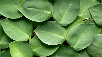 The green background. Wall of green plants.