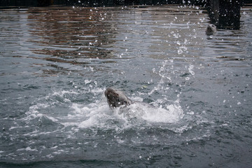 Obraz premium Sea otter frolicking in the water