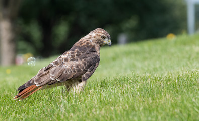 Red Tailed Hawk