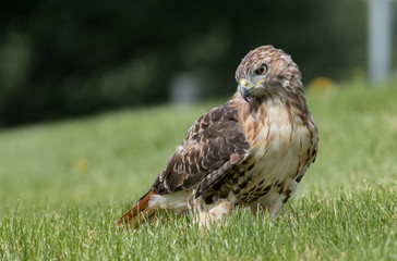 Red Tailed Hawk