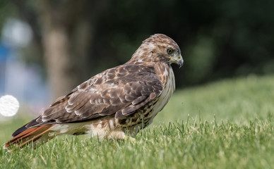 Fototapeta premium Red Tailed Hawk
