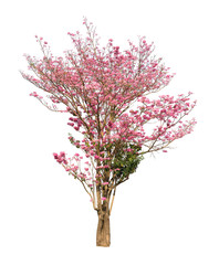 Obraz premium Isolated Tabebuia rosea tree with pink flower on white background