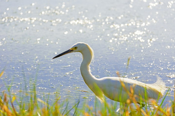 White heron walking in the water between the vegetation of the Rodrigo de Freitas lagoon in Rio de Janeiro during the afternoon