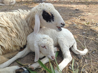 Naklejka premium Sleeping sheep, Lamb