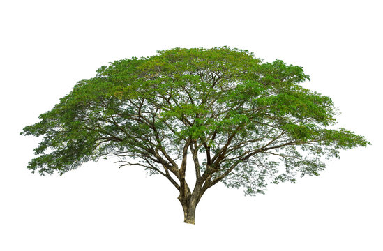 Fototapeta Raintree isolated on white background high resolution for graphic decoration, suitable for both web and print media