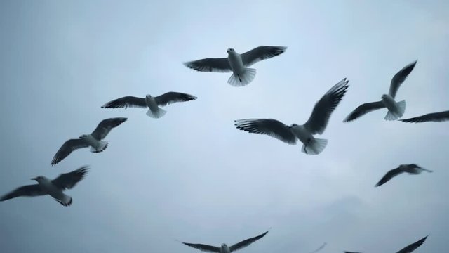 Many hungry Seagulls Flying in the Air and Catch Food pieces of bread on Blue Sky Background. Slow Motion. Winter time.