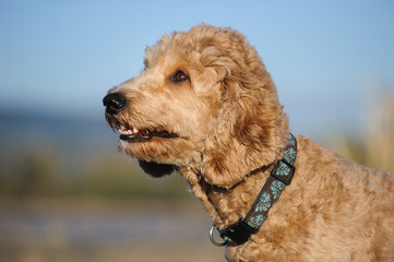 Goldendoodle dog outdoor portrait 