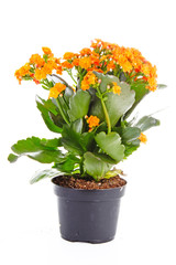 Little orange flowers of rubiaceae tree. Orange flower plant. Cluster flowers ixora.