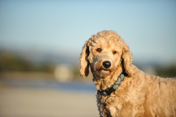 Goldendoodle cross-breed dog outdoor portrait in natural environment