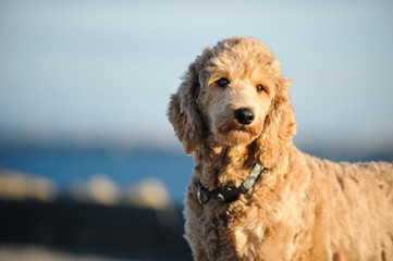 Goldendoodle cross-breed dog outdoor portrait  by sky and water
