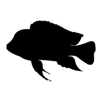 recommend clip art: Isolated "Bumphead Cichlid" fish (or Cyphotilapia Frontosa) black silhouette - Eps10 vector graphics and illustration