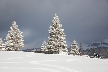 winter in the mountains - snow covered fir trees - Christmas background