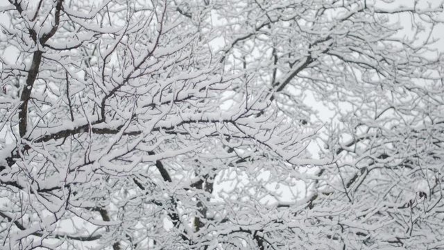 Slowmotion Footage of Snowfall in northern Italy