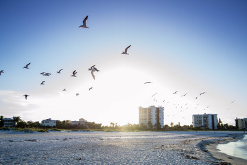 Birds flying over the beach