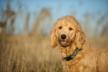 Goldendoodle cross-breed dog outdoor portrait in natural envirnoment 