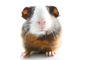 Guinea pig on studio white background. Isolated white pet photo. Sheltie peruvian pigs with...