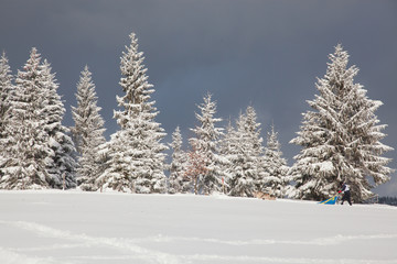winter in the mountains - snow covered fir trees - Christmas background