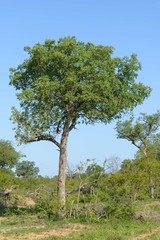 Obraz premium South African national park view