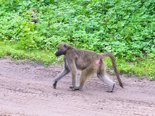 African Baboon