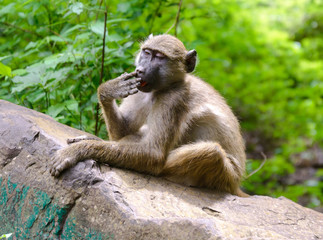 African Baboon