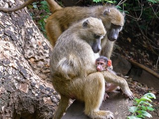 African Baboon