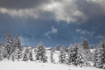 winter in the mountains - snow covered fir trees - Christmas background