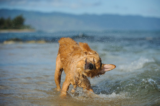 Golden Retriever dog outdoor portrait shaking off water in ocean