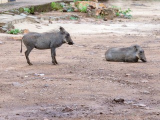 Warthog